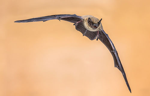 Bat Surveys