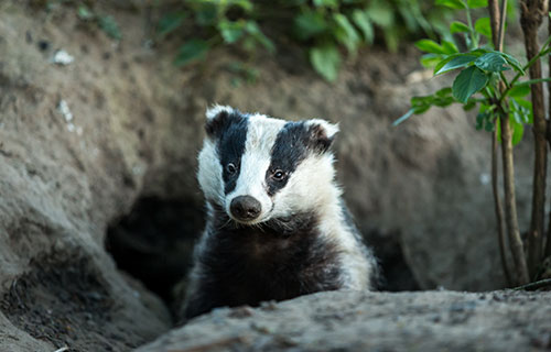 Protected Species Surveys