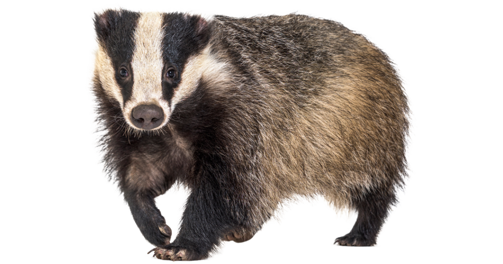 Badger