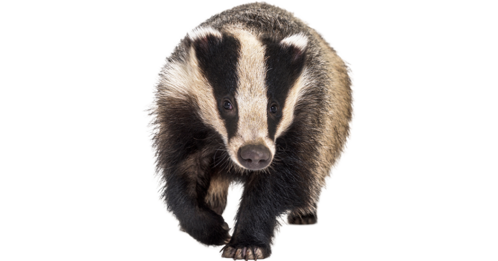 Badger