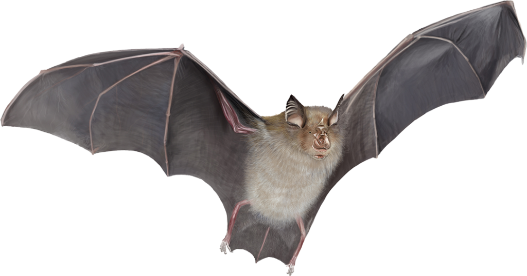 Bat