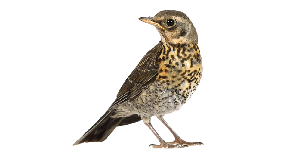 Fieldfare