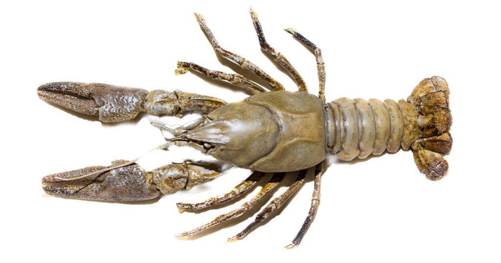 Freshwater White-Clawed Crayfish