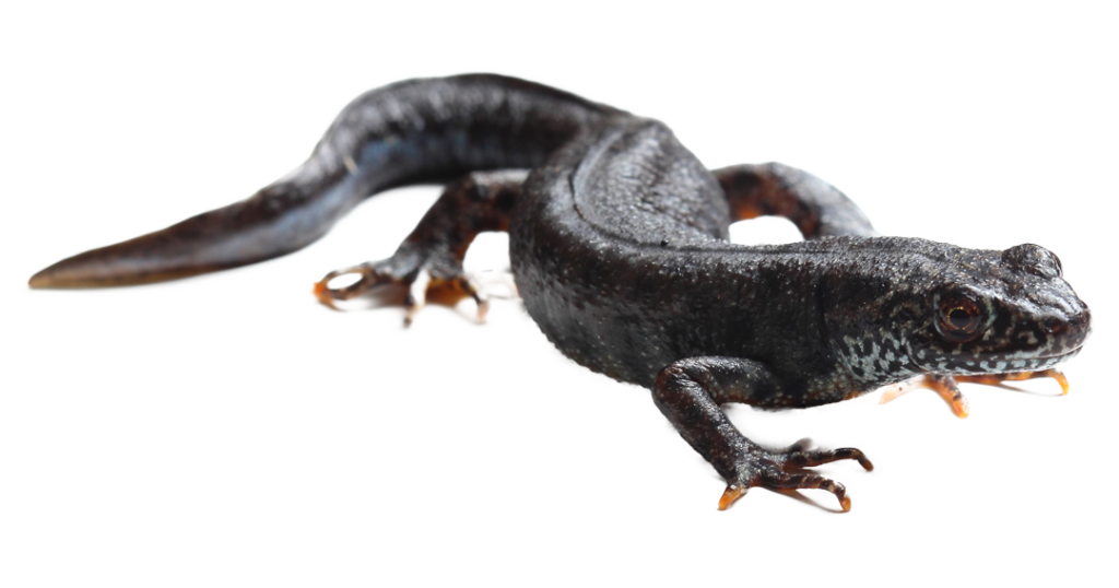 Great Crested Newt