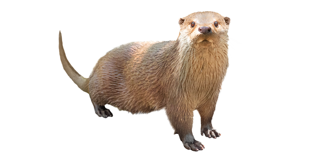 Otter