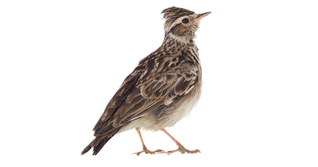 Skylark