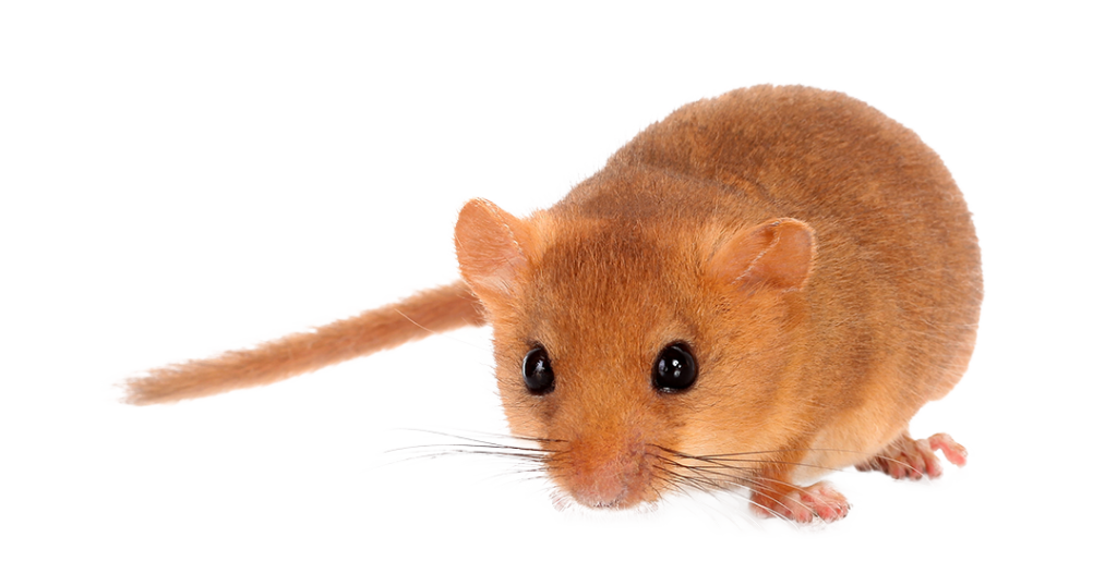 Dormouse