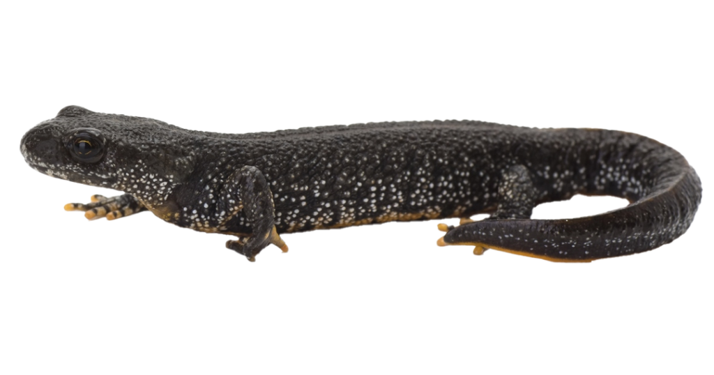 Great Crested Newt