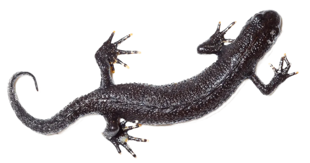 Great Crested Newt