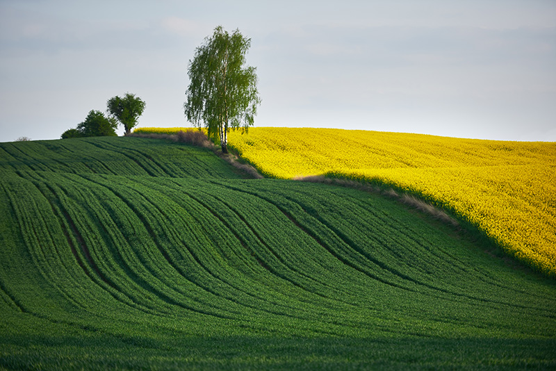 Rapeseed field